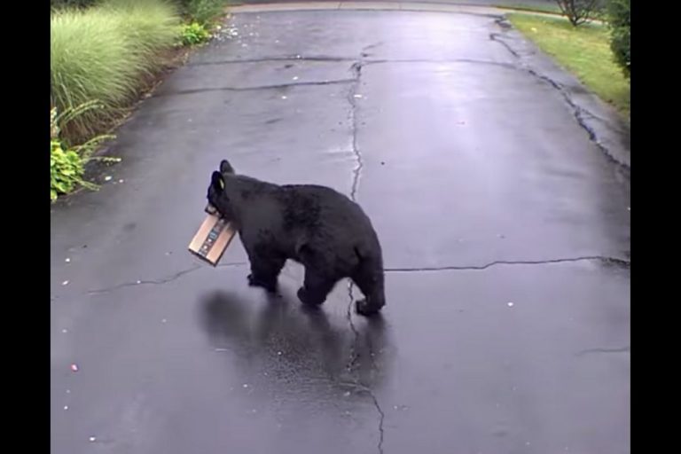 Black Bear Porch Pirate Steals Amazon Package